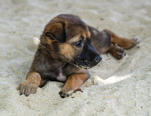Brown black dog lying down in the beach.