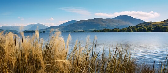 cluster of reeds in coniston lake with mountains in background and blue water and bright blue sky. Creative banner. Copyspace image