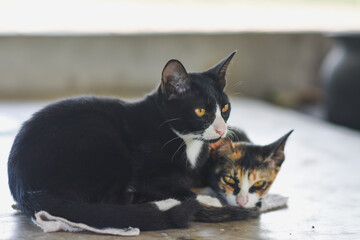 Two cats lie down and look at the camera.