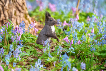 ファンタジーのようなメルヘン花畑のエゾリス　北海道浦臼神社