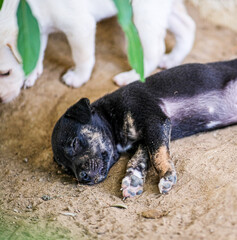 Black and white puppy lying down in the soil.