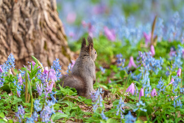 ファンタジーのようなメルヘン花畑のエゾリス　北海道浦臼神社