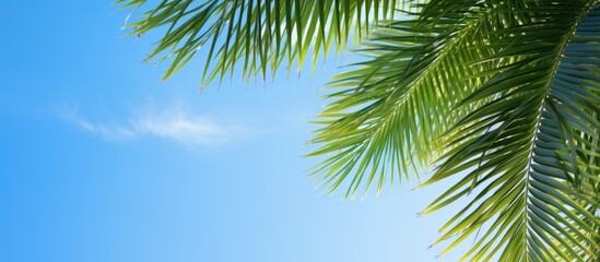 View of beautiful clear sky and green palm leaves Low angle view tropical forest of palm trees on blue sky background. Creative banner. Copyspace image - Powered by Adobe