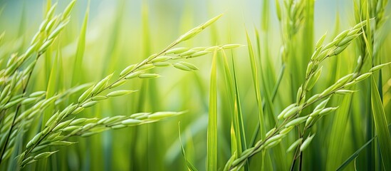 Rice seed ripe and green leaves in rice field Growth and Yield of rice plants in summer color tone. Creative banner. Copyspace image