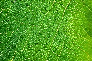 green leaf texture