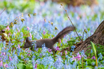 ファンタジーのようなメルヘン花畑のエゾリス　北海道浦臼神社