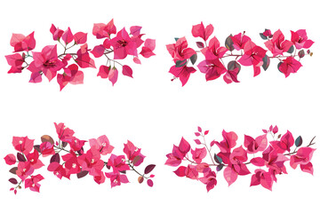 Bougainvillea flowers leaves and branches, Pink Bougainvillea flowers, Bougainvillea flowers set, Bougainvillea flower Plant, Bougainvillea flower illustration on White Background, Vector illustration