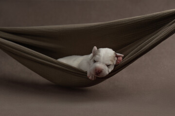 Litter of newborn adorable puppy of Central Asian Shepherd Dog
