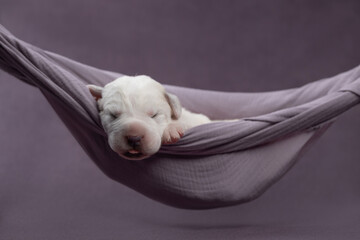 Litter of newborn adorable puppy of Central Asian Shepherd Dog