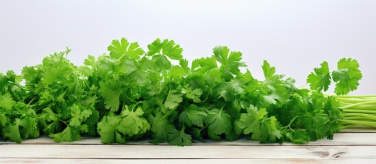 Obraz premium Copy space image of a bunch of fresh parsley on a white board