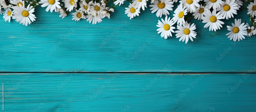 Poster top view of a copy space image depicting a border of chamomiles on a weathered turquoise wooden back