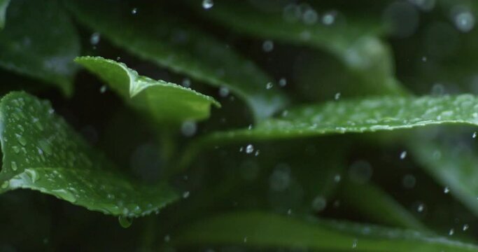 Super slow motion macro of water drops are falling on green tropical plant leaf while raining in rainforest at 1000 fps.
