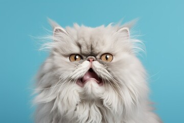 Portrait of a smiling persian cat in pastel blue background