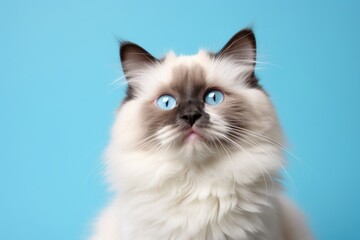 Fototapeta premium Portrait of a smiling ragdoll cat isolated in pastel blue background