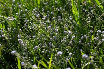 Gräser, Felder, wilde Blüten: Wildgras, wilder Flieder 
