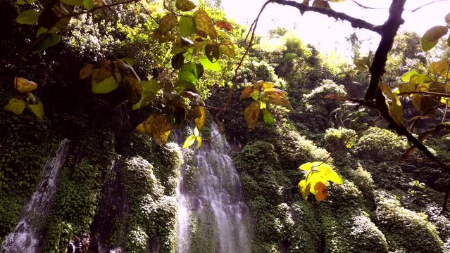 A unique wall of a forest with water cascading from the top down to the river.