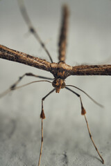 Details of a Feather Moth on a white wall (Pterophoridae)