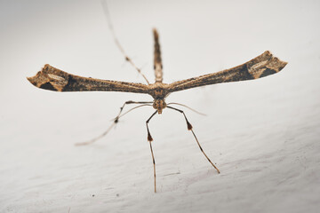 Details of a Feather Moth on a white wall (Pterophoridae)