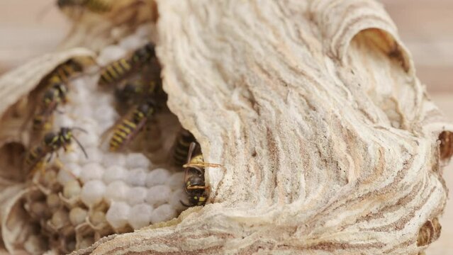 wasp honeycombs, Natural bees nest, insect habitat with larvae, wasp eggs, life cycle Vespula vulgaris, potential hazard