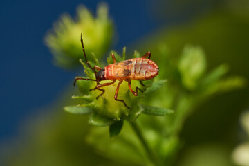A red insect standing on a green flower