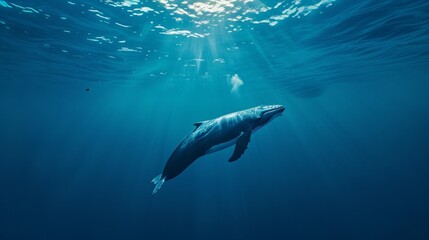 Fototapeta premium Majestic Whale Swimming Gracefully in a Tranquil Underwater Environment