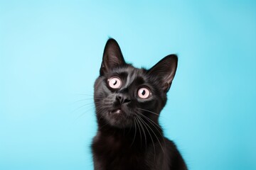 Portrait of a funny bombay cat on pastel blue background