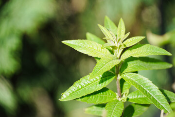Close up green leaves verbena. Aloysia.