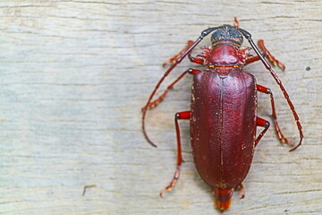 red stag beetle