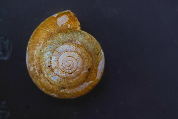 snail on dark background 