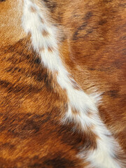Cowhide for interior decoration, such as a carpet or rug. Fur shades.