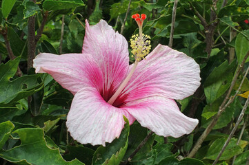 China-Hibiskus © powerbold