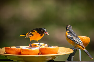 orioles eating jelly
