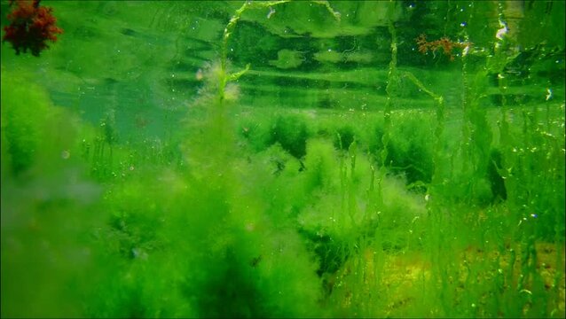 chaetomorpha, ulva green algae oxygenate and move in laminar flow, nutrient rich Black Sea low salinity biotope, coquina stone vegetation, water surface reflection, breaking wave supralittoral zone