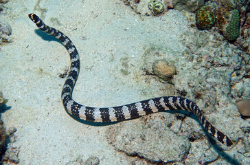 Ringelschlangenaal (Myrichthys colubrinus)