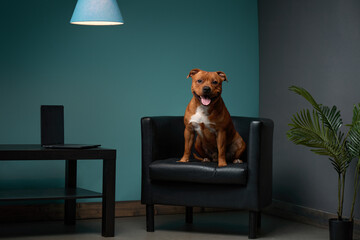 A Staffordshire Bull Terrier sits confidently on a black leather chair against a teal wall, its...