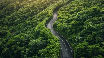 A winding road between the trees of a dense beautiful forest, a view from a drone.