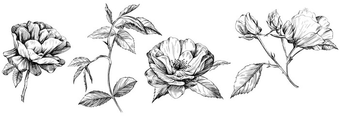 Rose isolated on white set. Hand drawn vintage wild flower illustration collection.