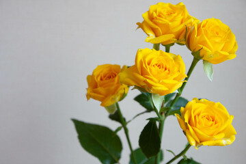 ゴールドダスト