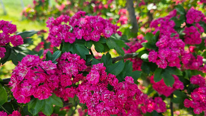 fireplace pink double-spined hawthorn on a sunny summer day