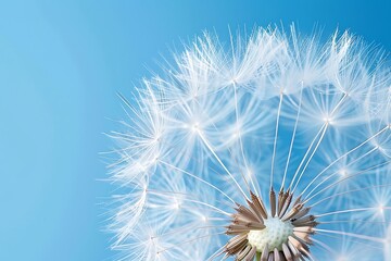 The delicate structure of a dandelion puff in the breeze