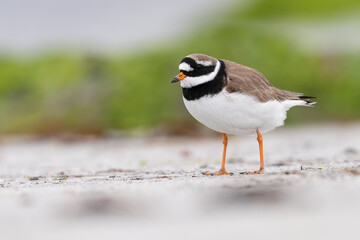 Common ringed plover (Charadrius hiaticula), North Uist, Outer Hebrides, Scotland