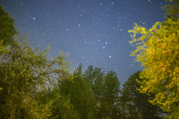 night sky in a garden in a village in summer