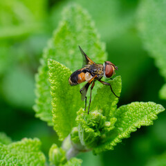 Fly close-up on a plant in Germany close-up
