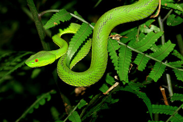 A close-up of a Chinese Green Tree Viper, showcasing its vibrant green scales and red eyes. The snake is coiled around a branch, displaying its natural behavior. Wulai District, New Taipei City.