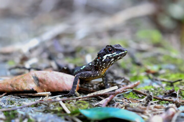 Detailed capture of the lizard(Japalura swinhonis) in a forest fragment. Highlight vivid textures. Wulai, Taiwan.