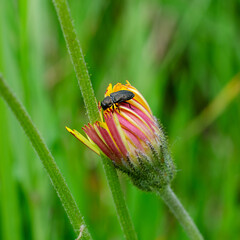 Beetle close-up on a plant in Germany close-up