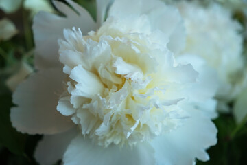 white bloom peony flower close up