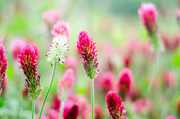 Red clover with bee on flower