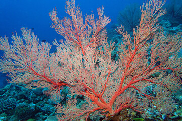 Rote Gorgonie (Fächerkoralle)
