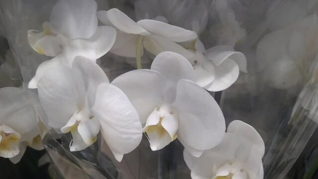 Lots of phalaenopsis orchids in a package in a shopping mall